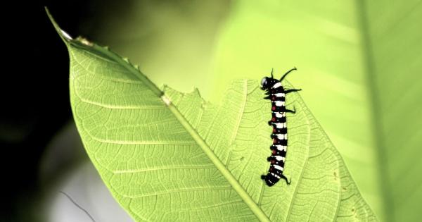 A lesson from a lime tree | Global Sisters Report